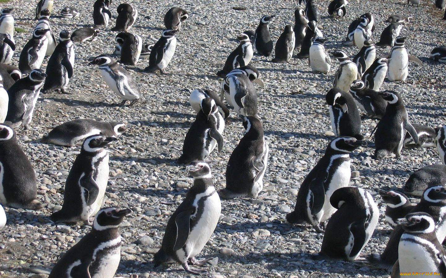 Среди пингвинов есть и драчуны найти глагол. Кот среди пингвинов. Кот замаскировался среди пингвинов. Кот среди пингвинов Мем. Кот среди пингвинов фото.